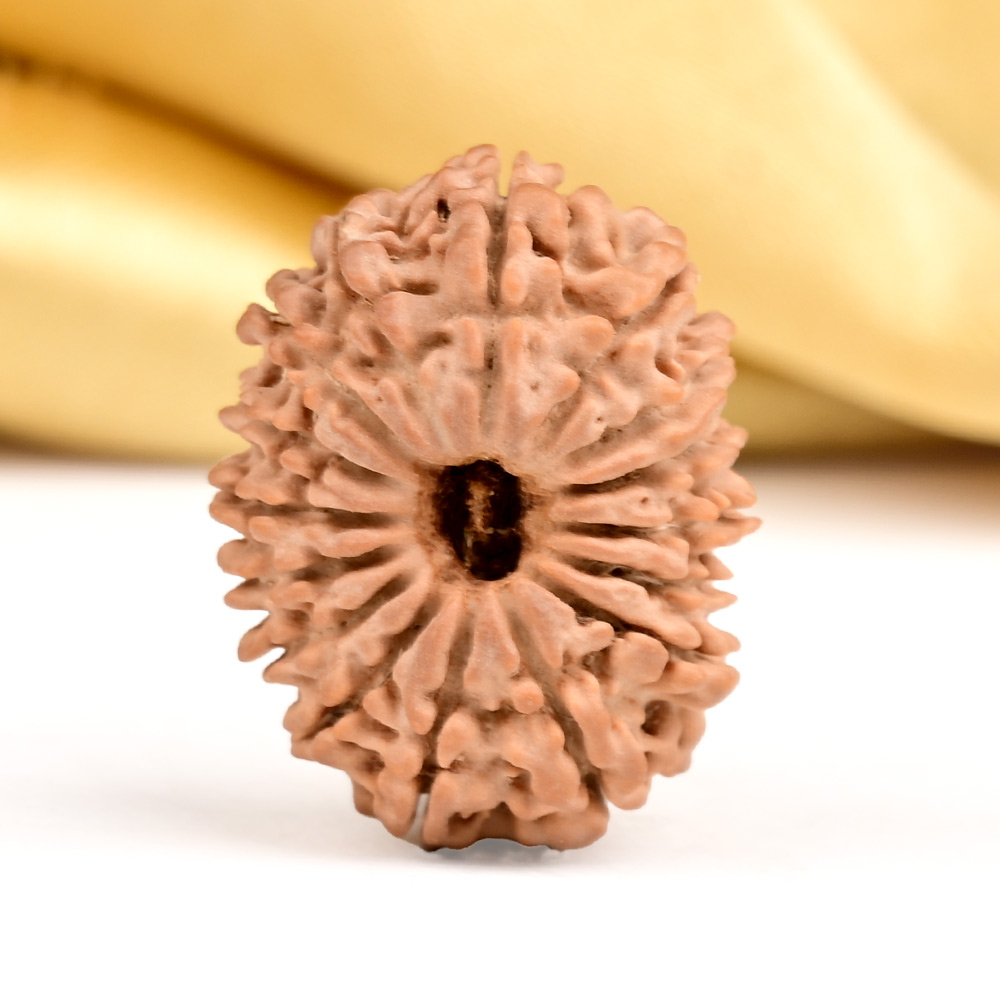 16 Mukhi from Nepal Small - XXXV