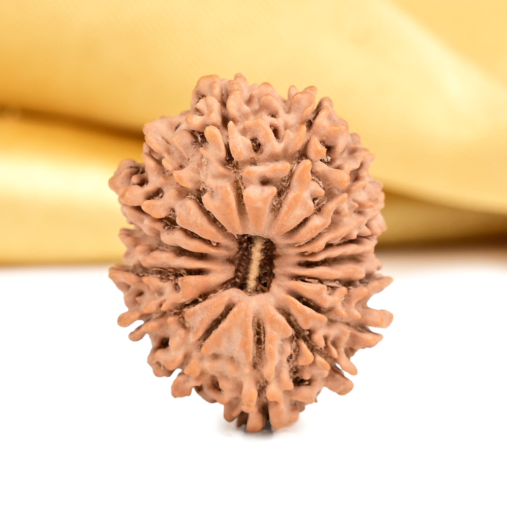 16 Mukhi from Nepal Small - XXXVI