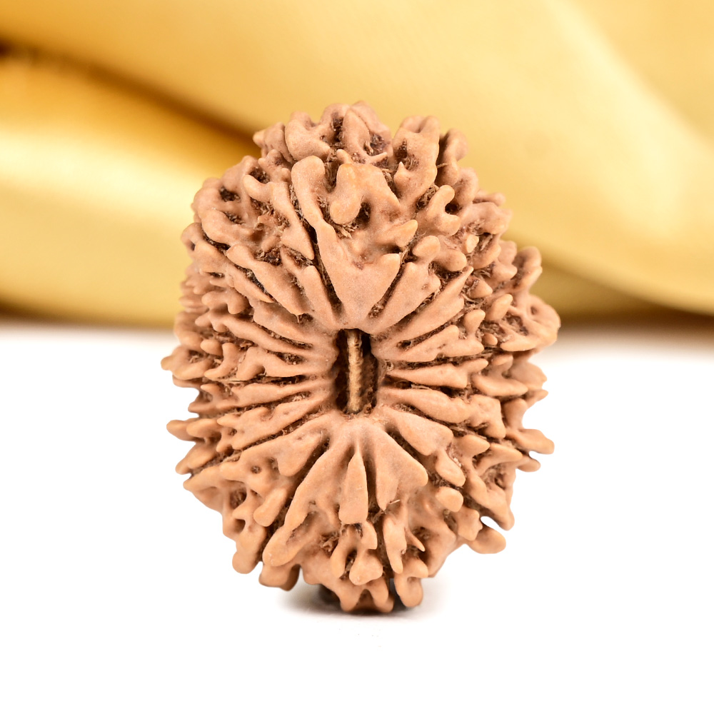 16 Mukhi from Nepal Small - XXXVII