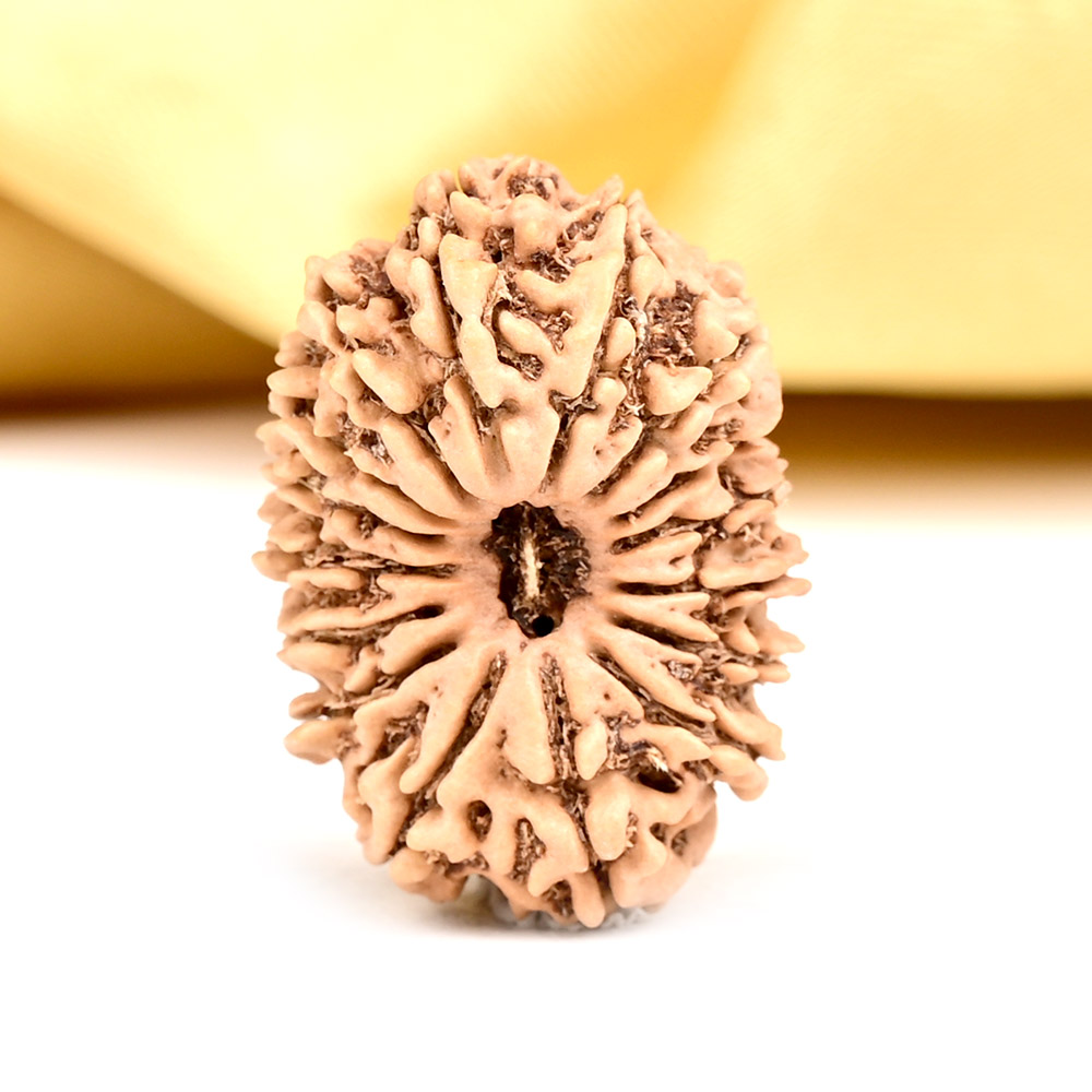 16 Mukhi from Nepal - CLXVI