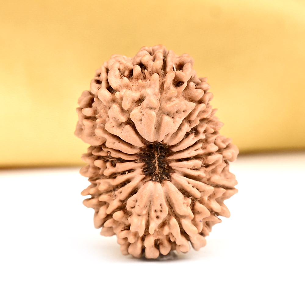 16 Mukhi from Nepal - CLXIX