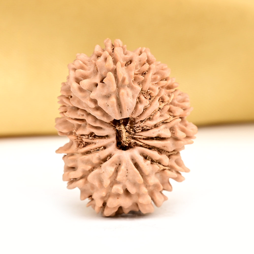 Buy 16 Mukhi from Nepal - CLXX from Rudra Centre (Rudraksha Ratna) at reasonable prices.
