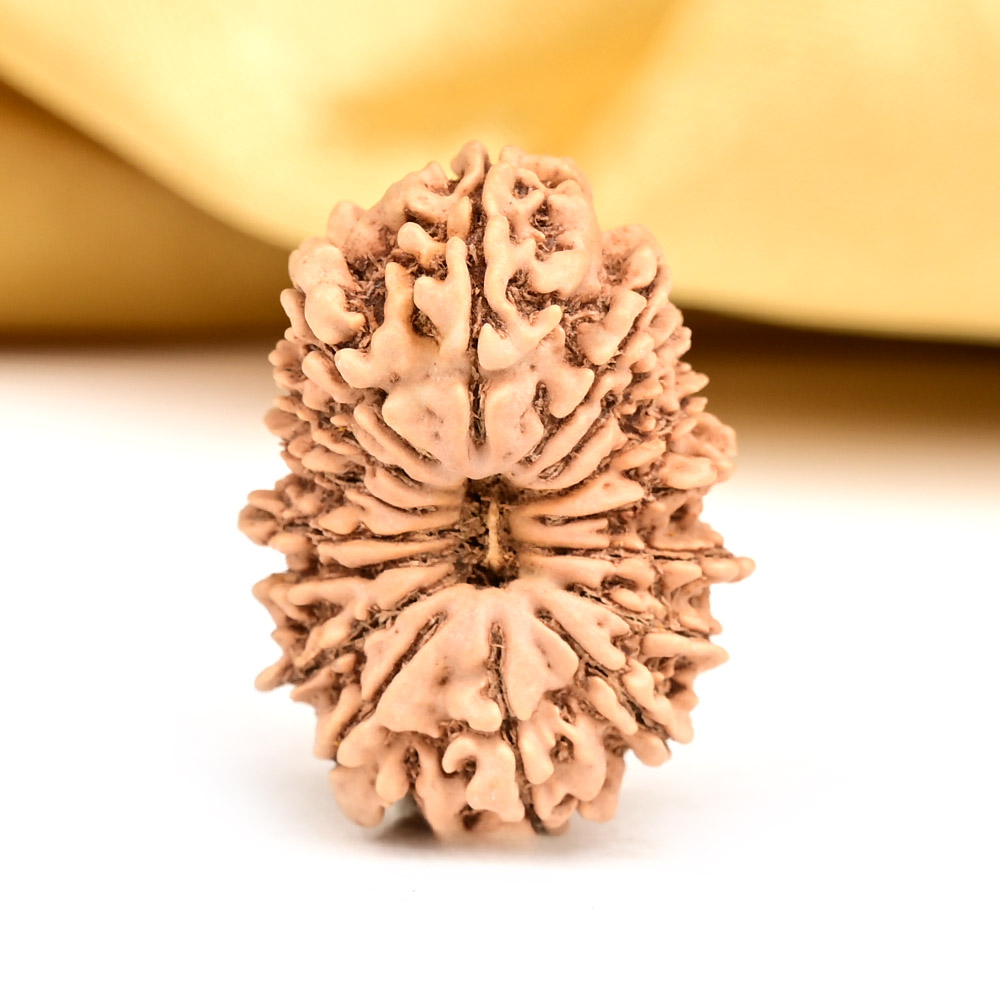 Buy 16 Mukhi from Nepal - CLXXI from Rudra Centre (Rudraksha Ratna) at reasonable prices.