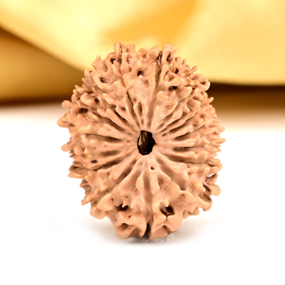 Buy 16 Mukhi from Nepal - CLXXII from Rudra Centre (Rudraksha Ratna) at reasonable prices.