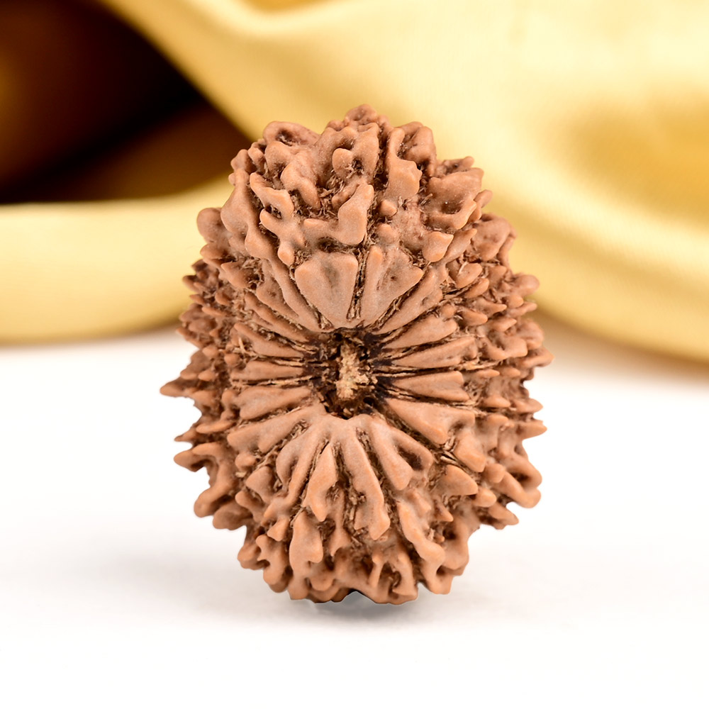 16 Mukhi from Nepal Large - XXVII