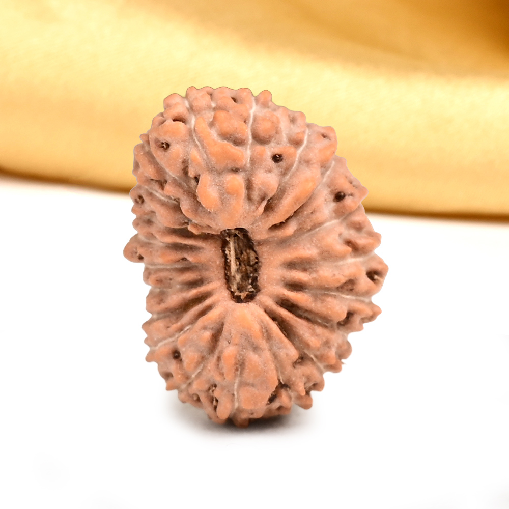 20 Mukhi from Java Indonesia Small - CXXV