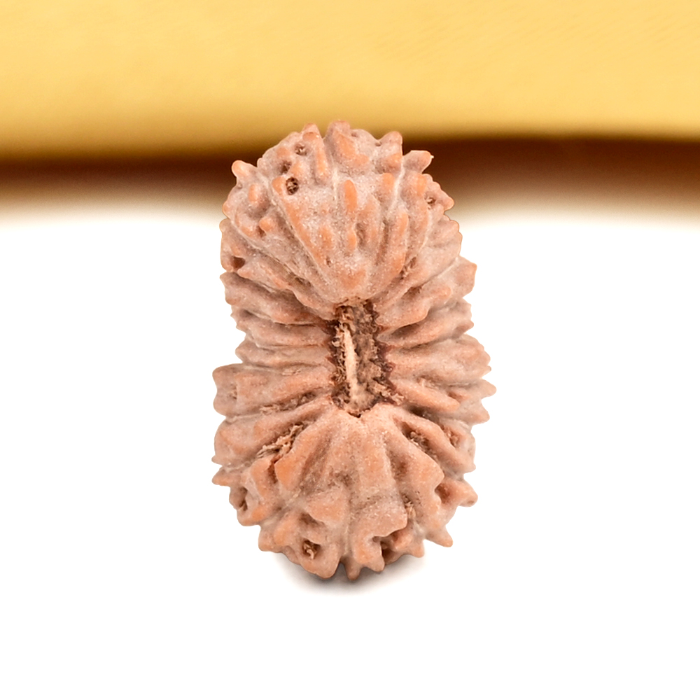 Buy 20 Mukhi from Java Indonesia Small - CXXVI from Rudra Centre (Rudraksha Ratna) at reasonable prices.