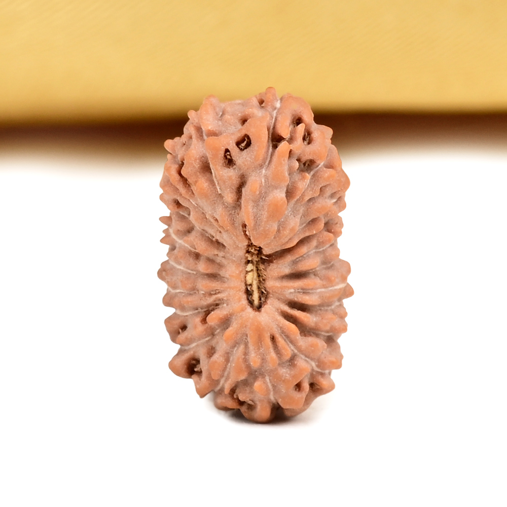 Buy 20 Mukhi from Java Indonesia Small - CXXVII from Rudra Centre (Rudraksha Ratna) at reasonable prices.