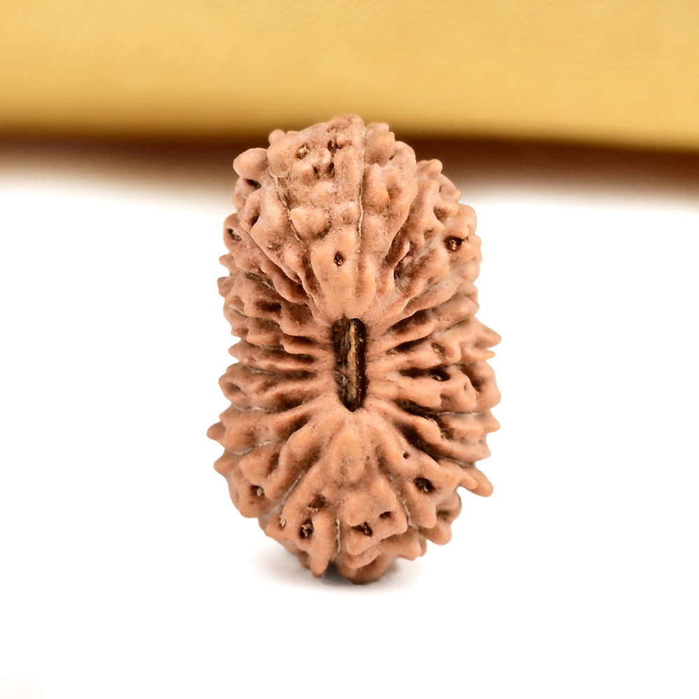Buy 20 Mukhi from Java Indonesia Small - CXXVIII from Rudra Centre (Rudraksha Ratna) at reasonable prices.