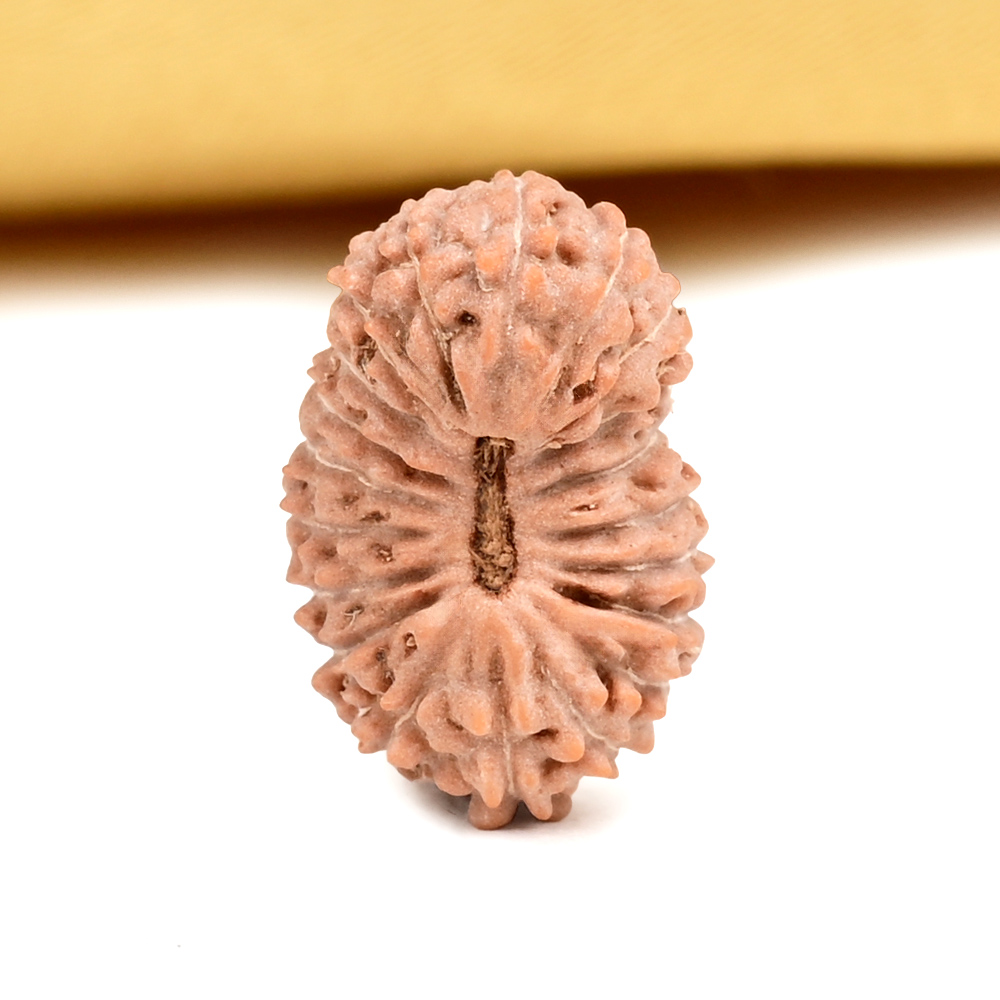 Buy 20 Mukhi from Java Indonesia Small - CXXIX from Rudra Centre (Rudraksha Ratna) at reasonable prices.