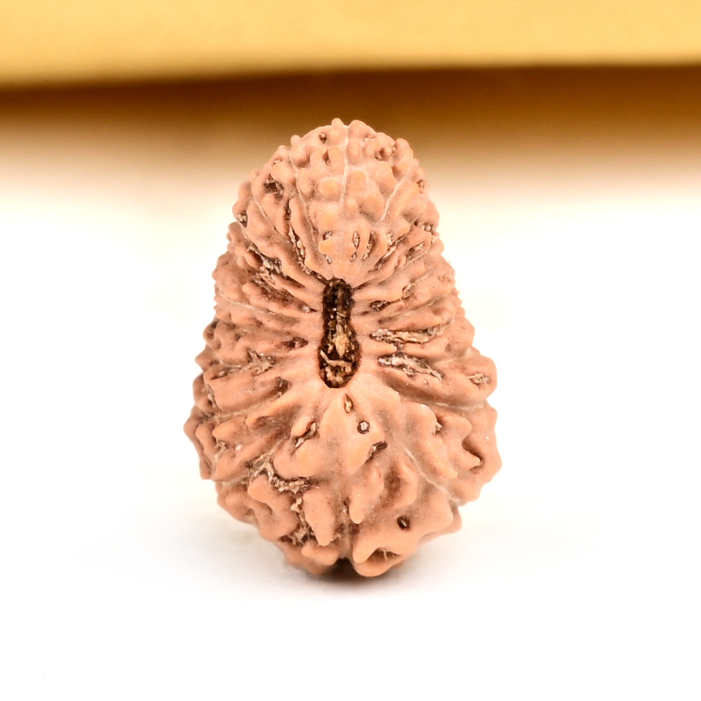 Buy 20 Mukhi from Java Indonesia Small - CXXXI from Rudra Centre (Rudraksha Ratna) at reasonable prices.