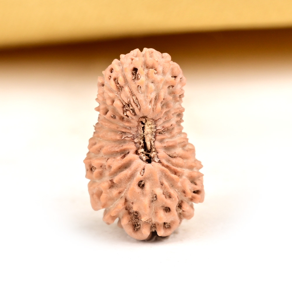Buy 20 Mukhi from Java Indonesia Small - CXXXII from Rudra Centre (Rudraksha Ratna) at reasonable prices.