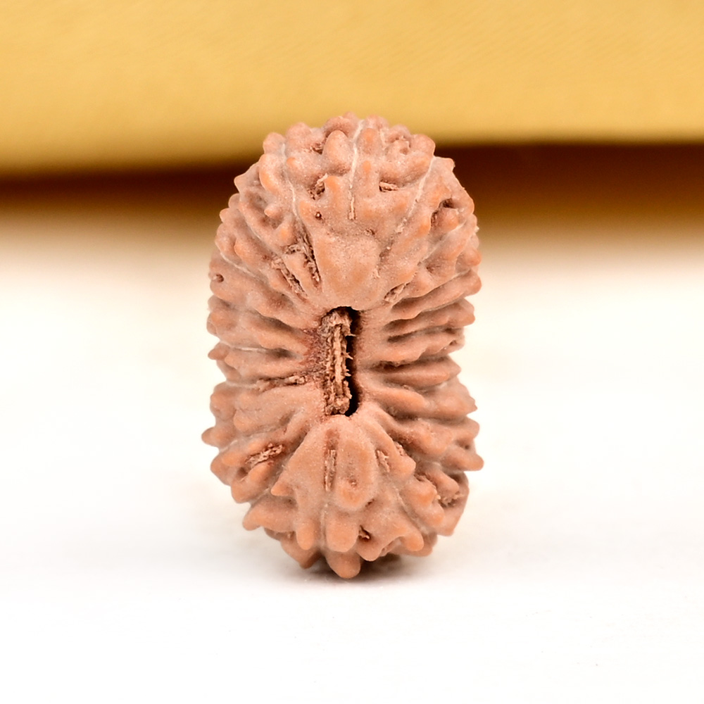 Buy 20 Mukhi from Java Indonesia Small - CXXXIII from Rudra Centre (Rudraksha Ratna) at reasonable prices.