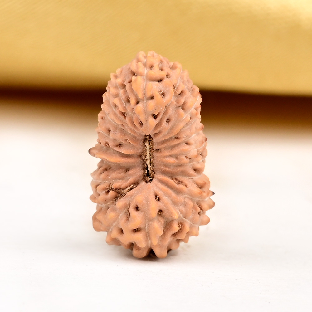 Buy 20 mukhi from Java Indonesia - CIII from Rudra Centre (Rudraksha Ratna) at reasonable prices.