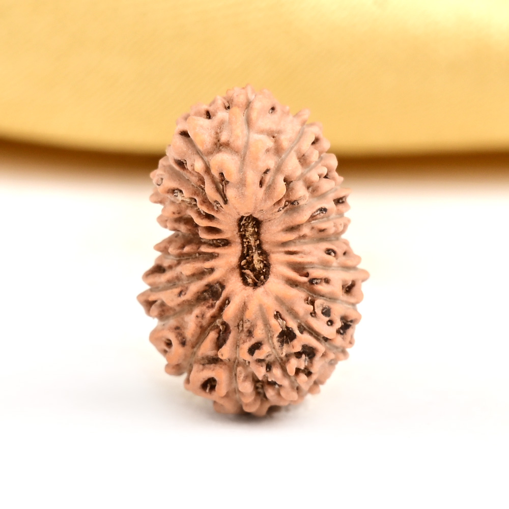 20 mukhi from Java Indonesia - CIV