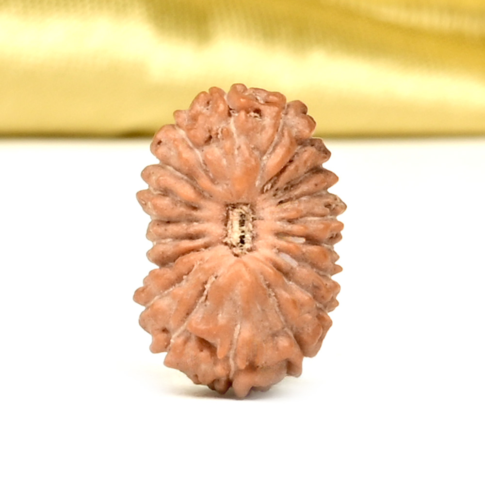 19 Mukhi from Java Indonesia Small - CLVIII