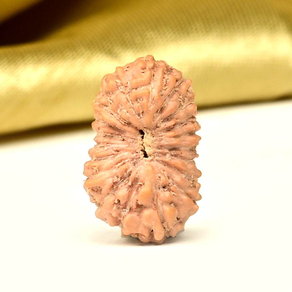 19 Mukhi from Java Indonesia Small - CLIX