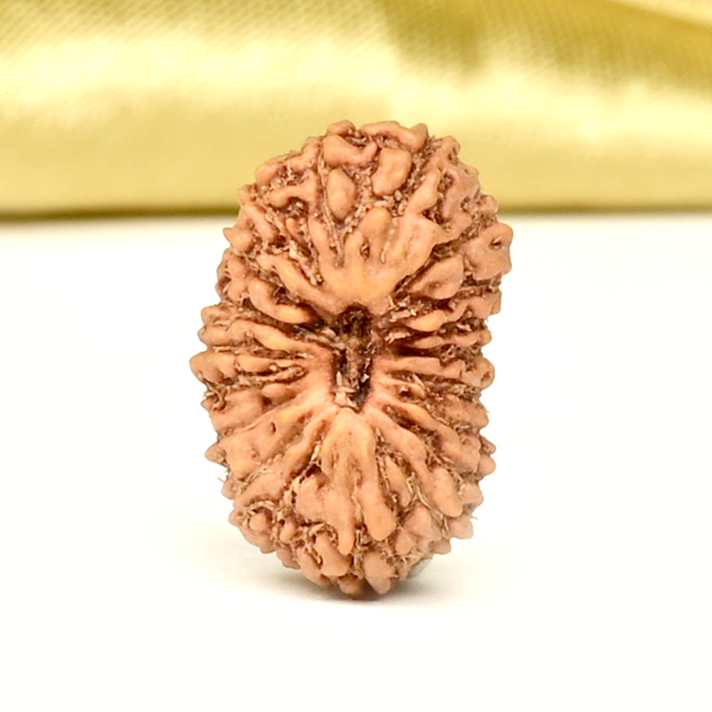 19 Mukhi from Java Indonesia Small - CLX
