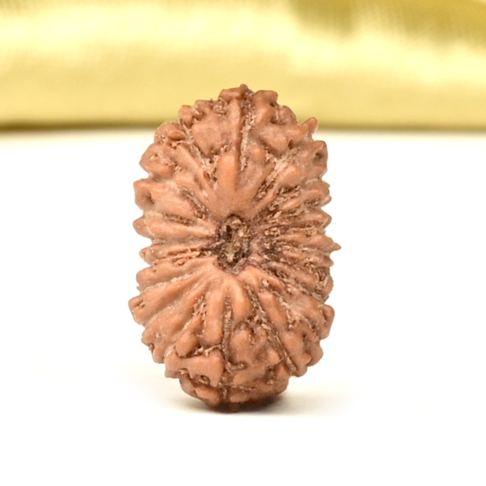 19 Mukhi from Java Indonesia Small - CLXI