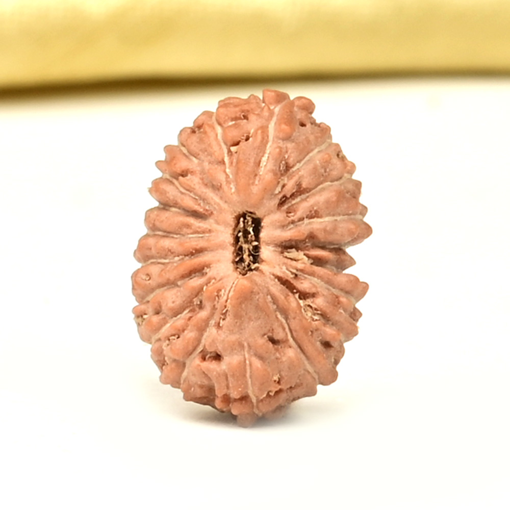 19 Mukhi from Java Indonesia Small - CLXII