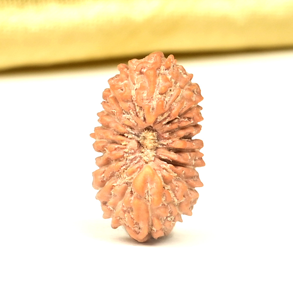 19 Mukhi from Java Indonesia Small - CLXIII