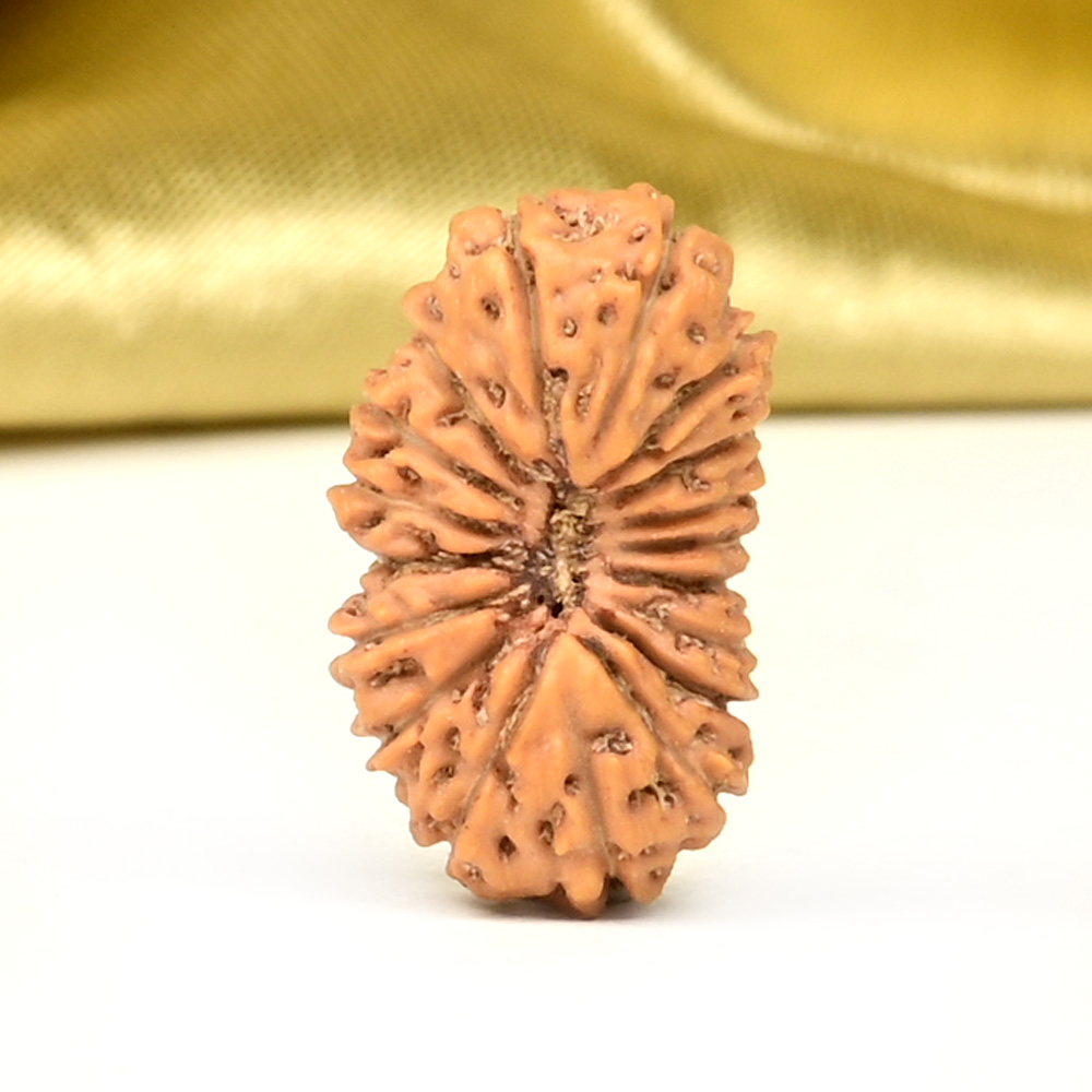 18 Mukhi from Java Indonesia Large - CXXXV