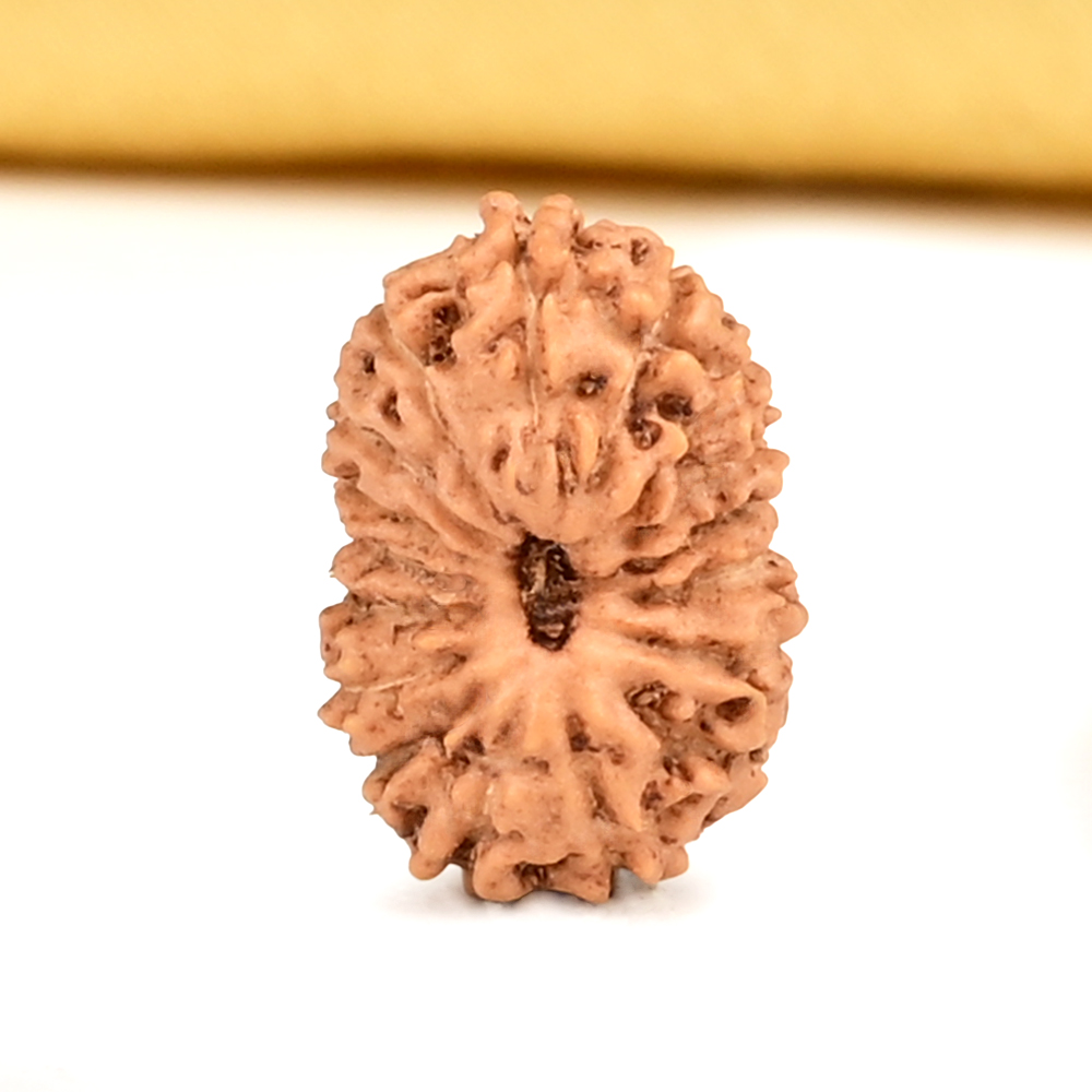 17 Mukhi from Java Indonesia Small - CCXLV