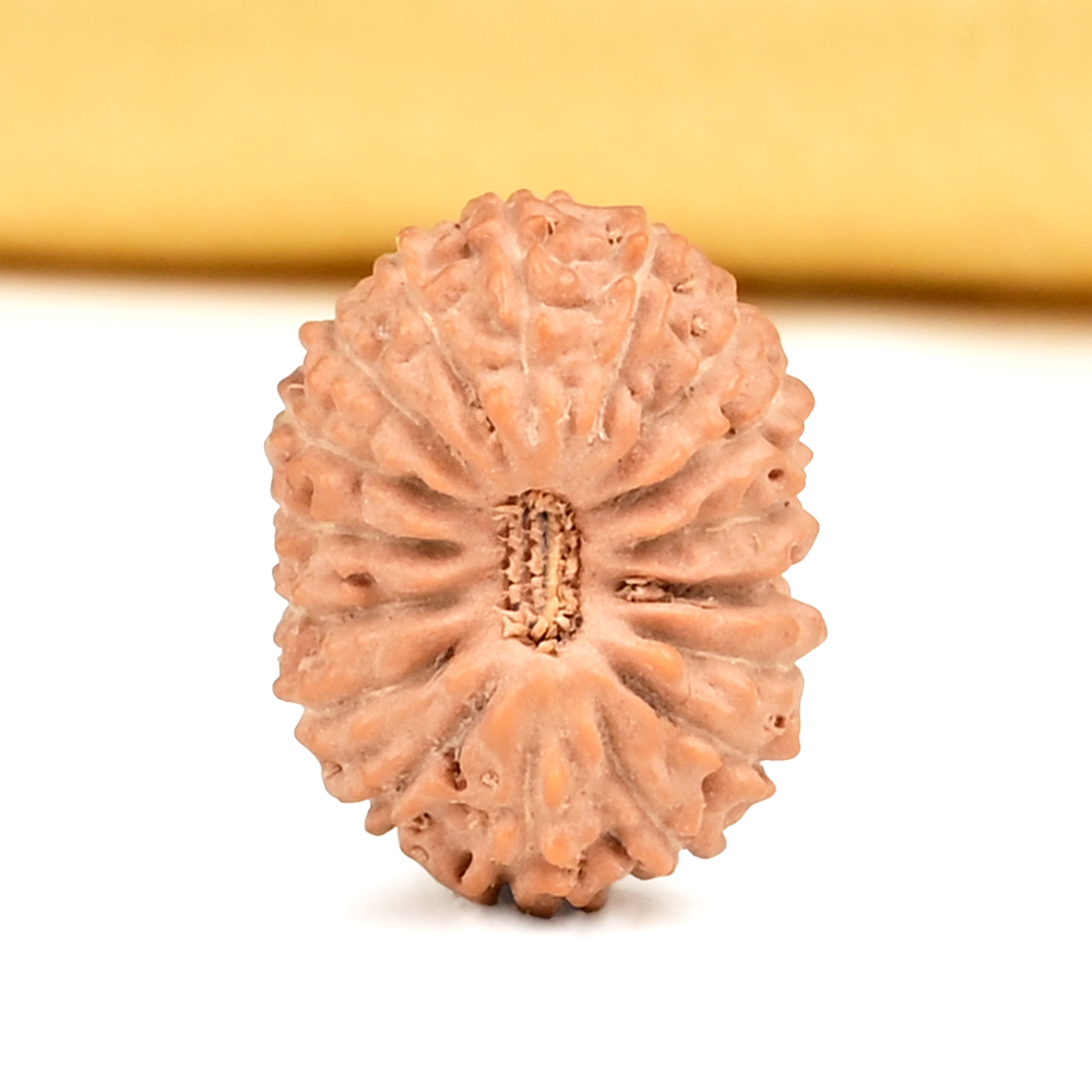 17 Mukhi from Java Indonesia Small - CCXLVI