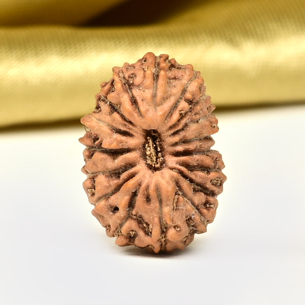 17 Mukhi from Java Indonesia Small - CCXLVII