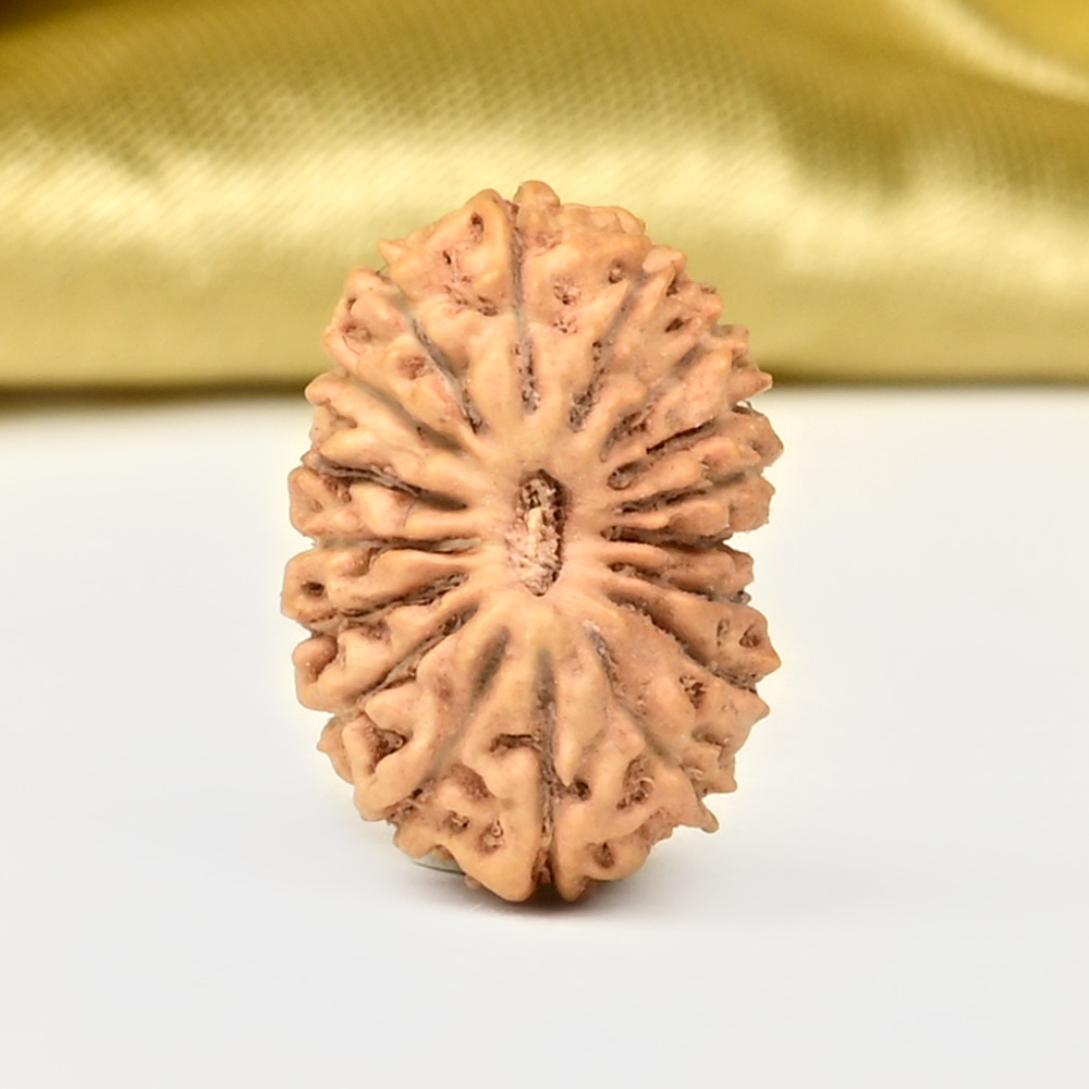 17 Mukhi from Java Indonesia Small - CCXLVIII