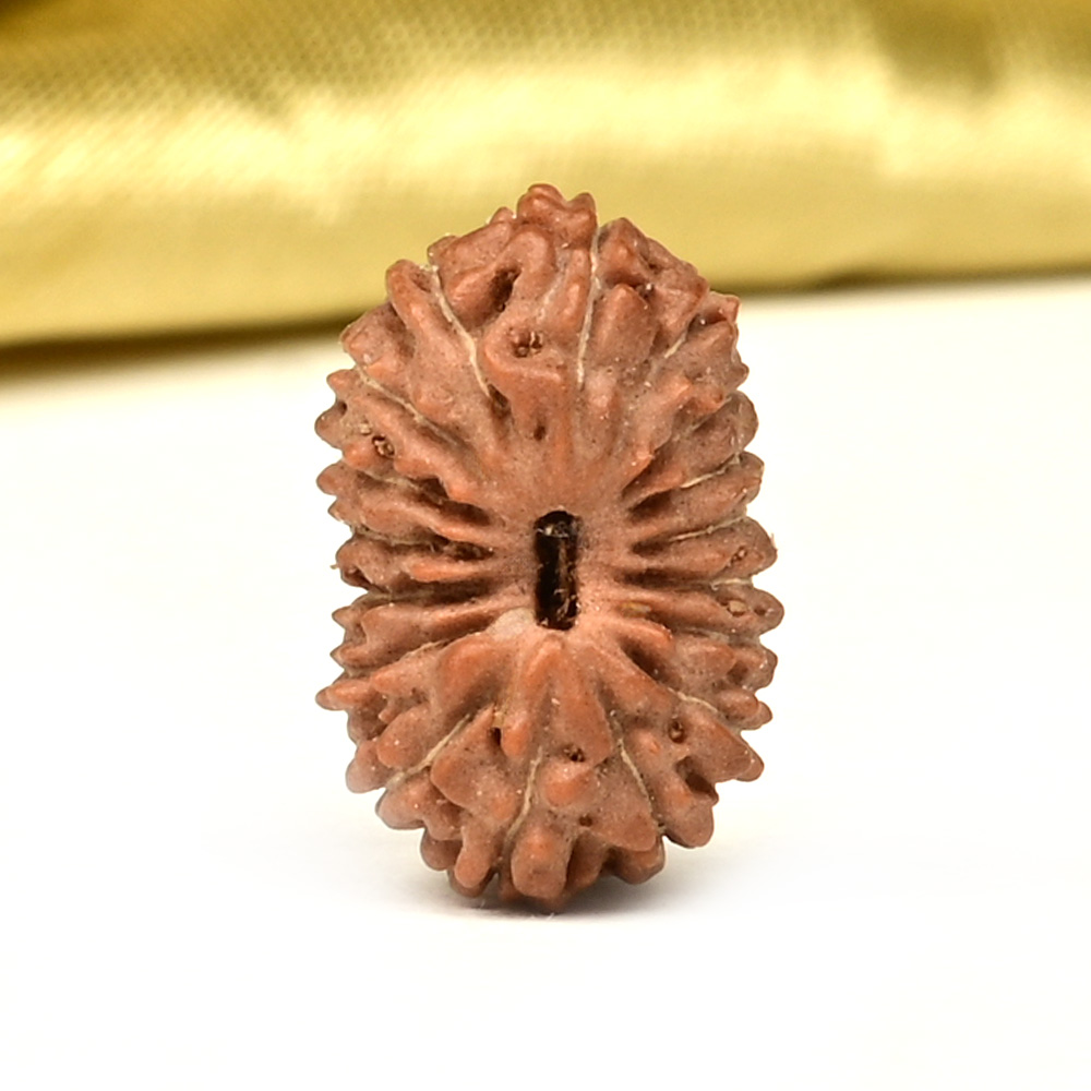 17 Mukhi from Java Indonesia Small - CCXLIX