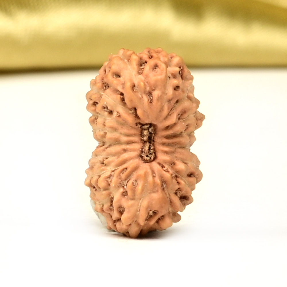 17 Mukhi from Java Indonesia Small - CCL