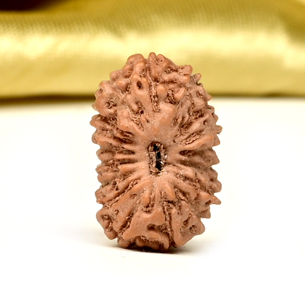 17 Mukhi from Java Indonesia Small - CCLII