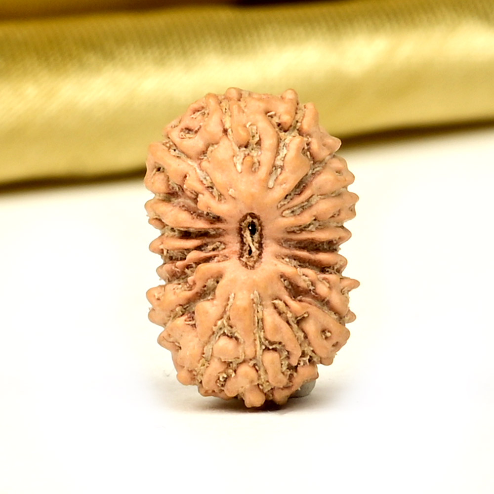 17 Mukhi from Java Indonesia Small - CCLIII