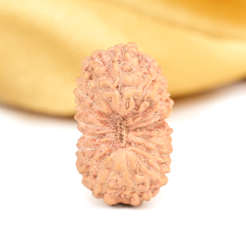 Buy 17 Mukhi from Java Indonesia - CLXI from Rudra Centre (Rudraksha Ratna) at reasonable prices.