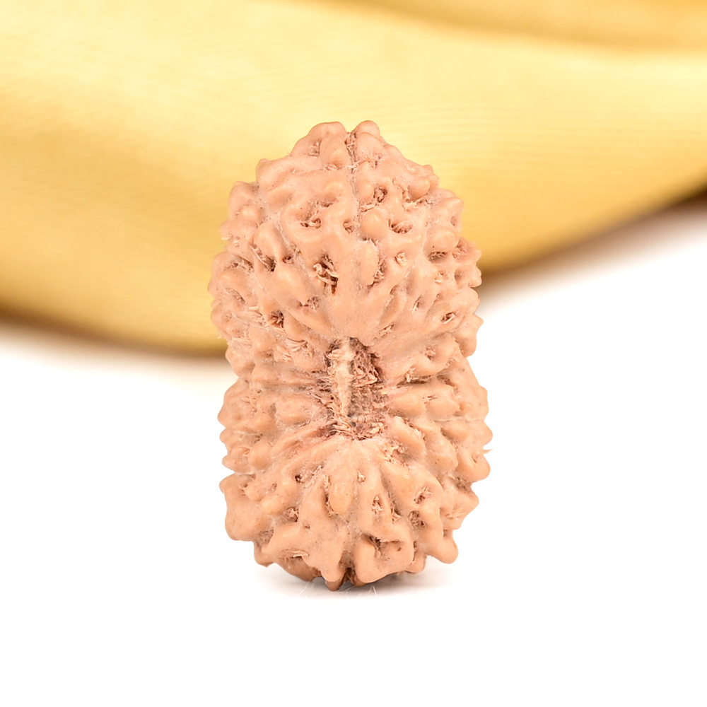 Buy 17 Mukhi from Java Indonesia - CLXII from Rudra Centre (Rudraksha Ratna) at reasonable prices.