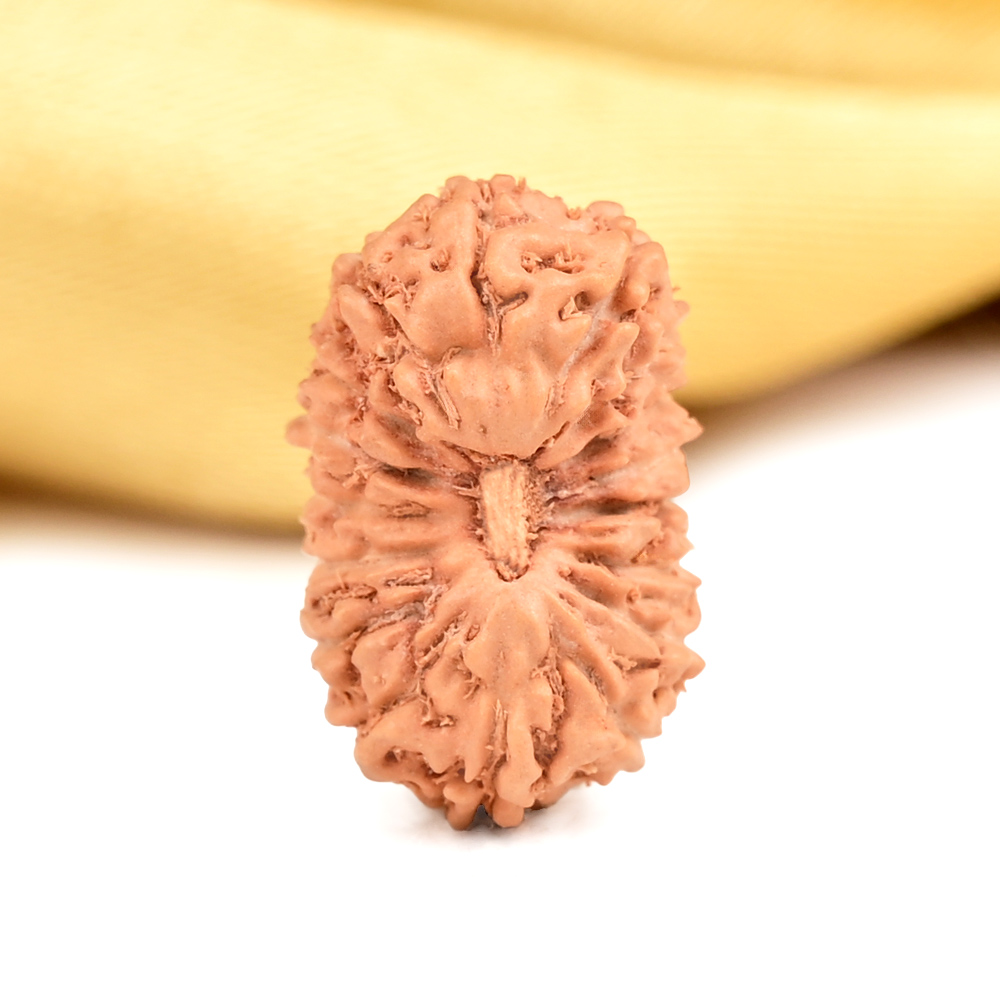 Buy 17 Mukhi from Java Indonesia - CLXIII from Rudra Centre (Rudraksha Ratna) at reasonable prices.