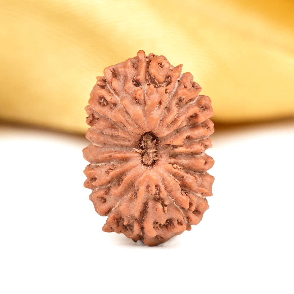 Buy 17 Mukhi from Java Indonesia - CLXIV from Rudra Centre (Rudraksha Ratna) at reasonable prices.
