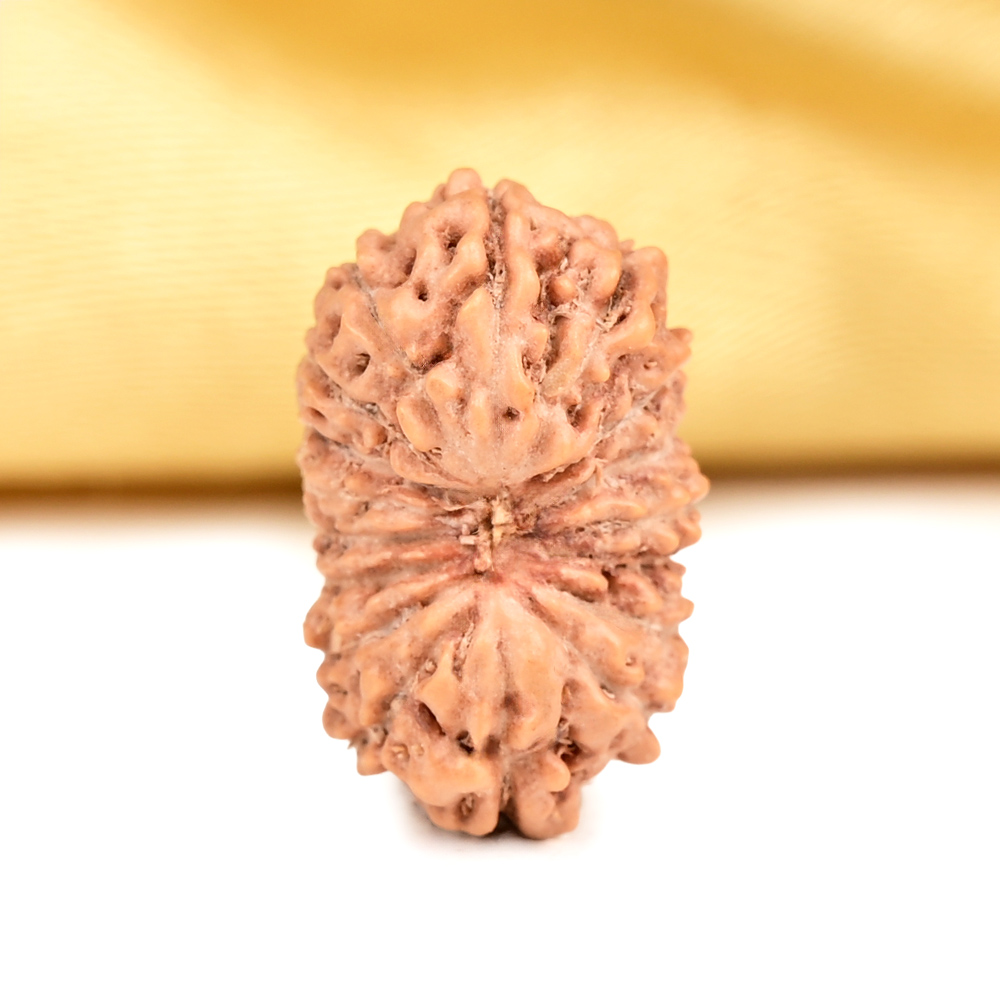 Buy 17 Mukhi from Java Indonesia - CLXV from Rudra Centre (Rudraksha Ratna) at reasonable prices.