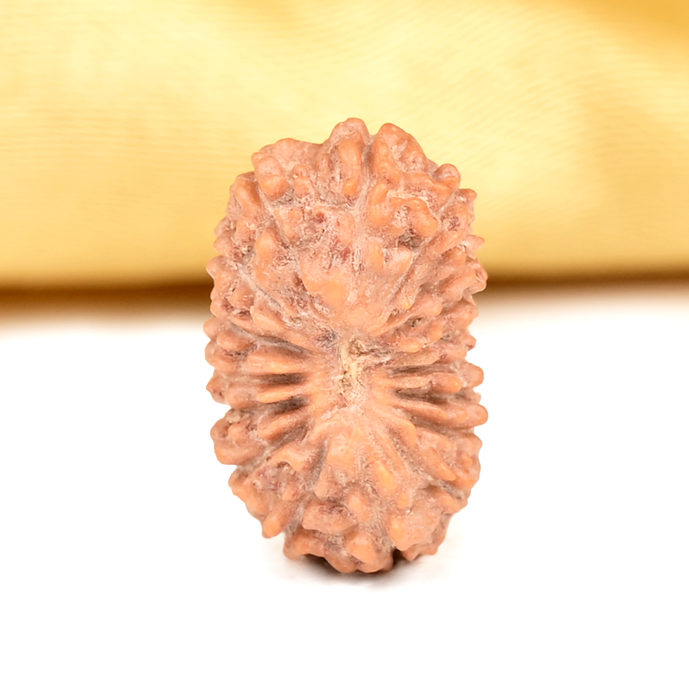 Buy 17 Mukhi from Java Indonesia - CLXVI from Rudra Centre (Rudraksha Ratna) at reasonable prices.