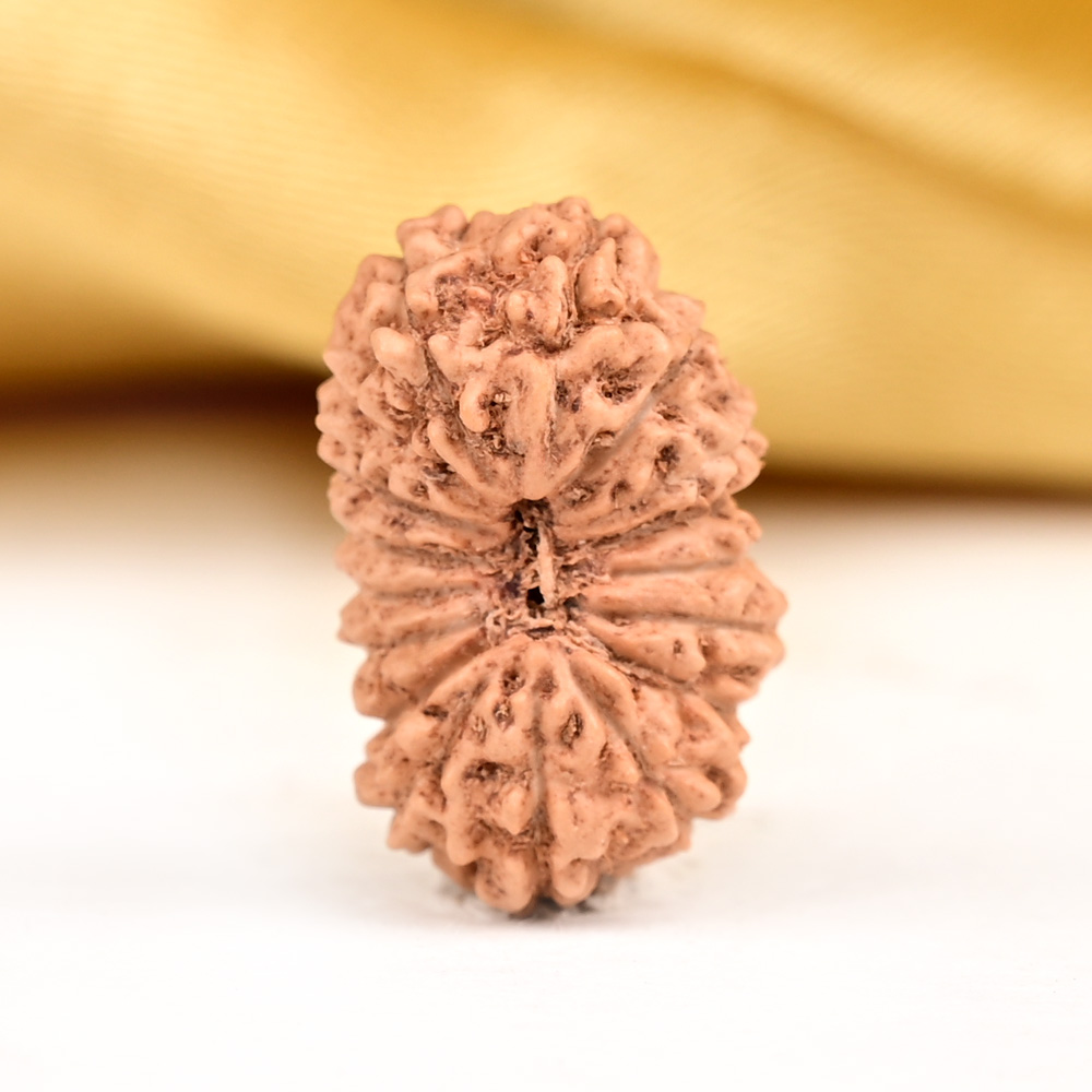 Buy 17 Mukhi from Java Indonesia - CLXVII from Rudra Centre (Rudraksha Ratna) at reasonable prices.