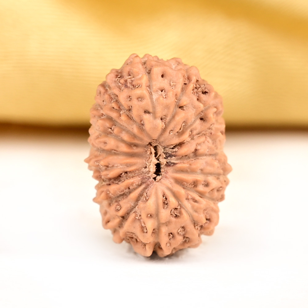 Buy 17 Mukhi from Java Indonesia - CLXVIII from Rudra Centre (Rudraksha Ratna) at reasonable prices.