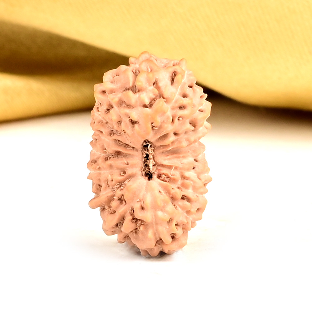 Collector 17 Mukhi From Java Indonesia - CLIV