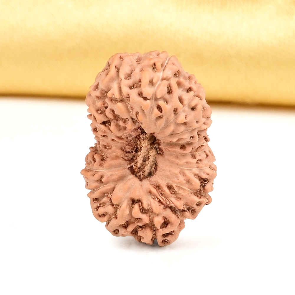 Collector 17 Mukhi From Java Indonesia - CLV