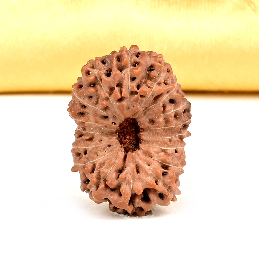 Collector 17 Mukhi From Java Indonesia - CLVI