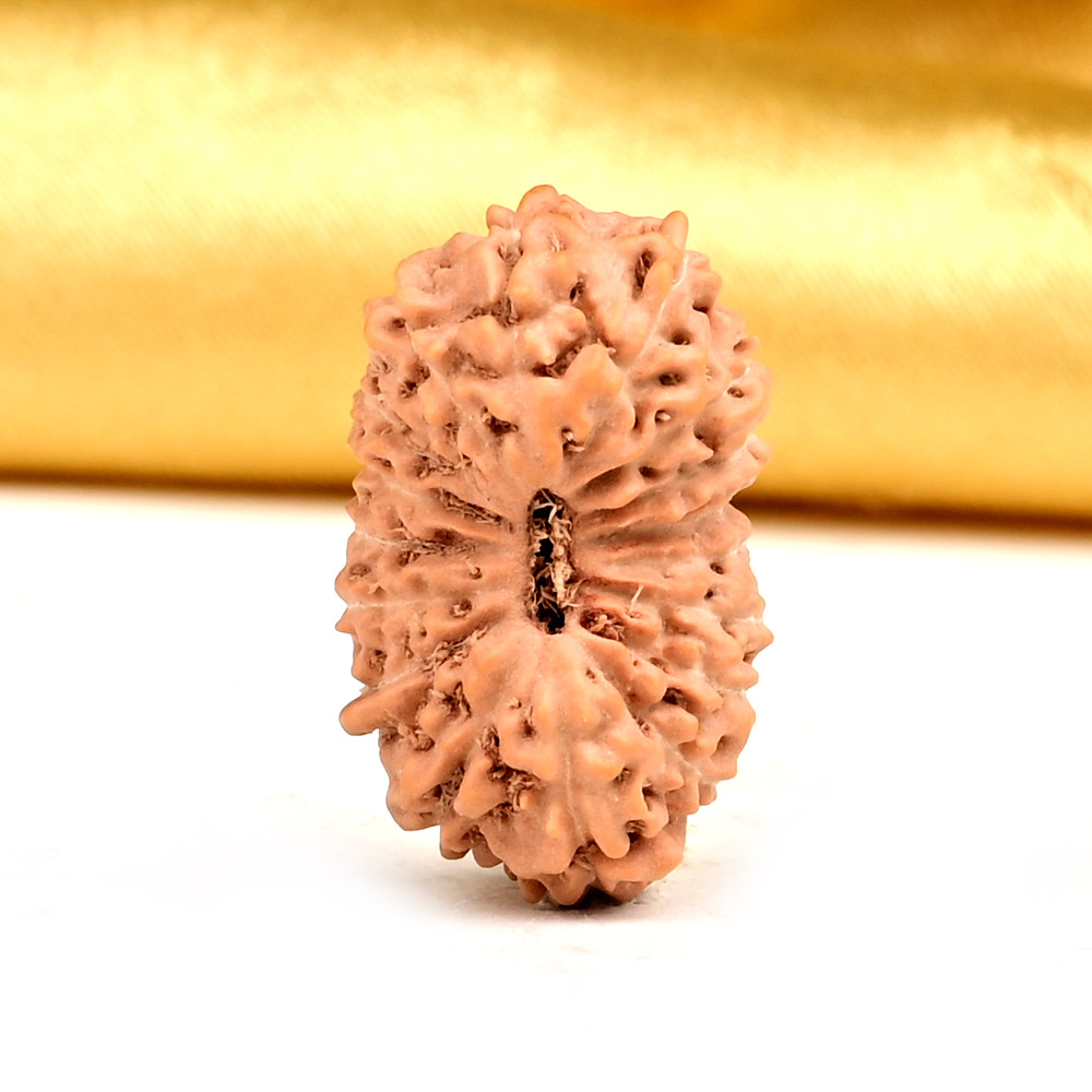 18 Mukhi from Java Indonesia Small - CCXIX