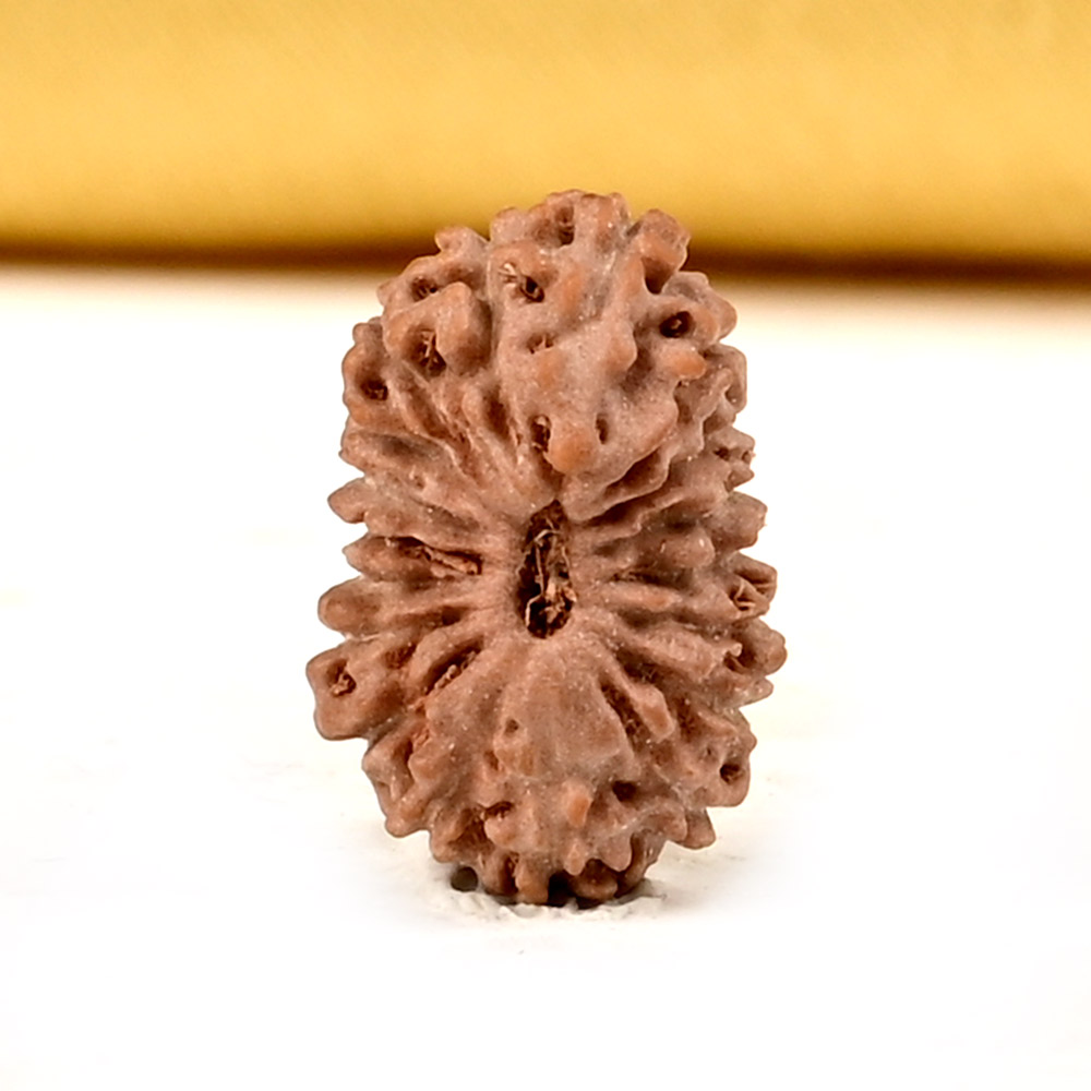 18 Mukhi from Java Indonesia Small - CCXX