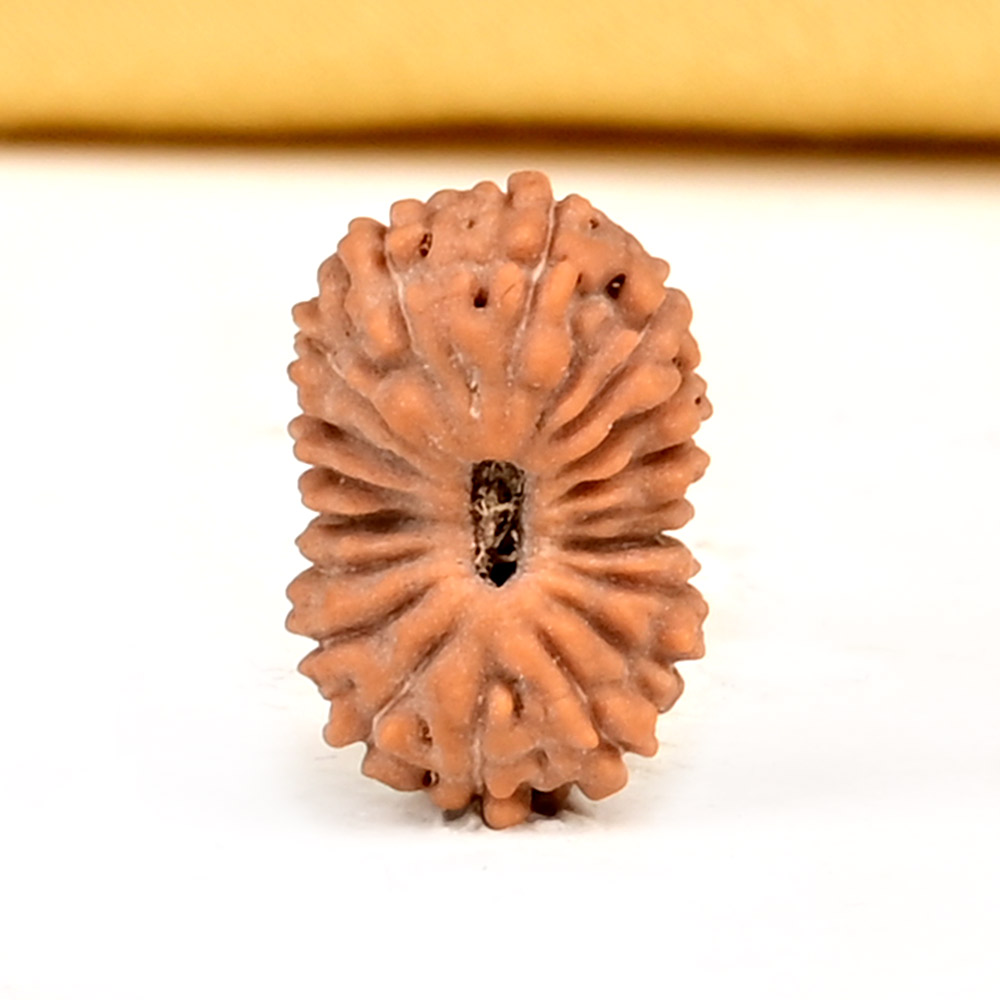 18 Mukhi from Java Indonesia Small - CCXXI