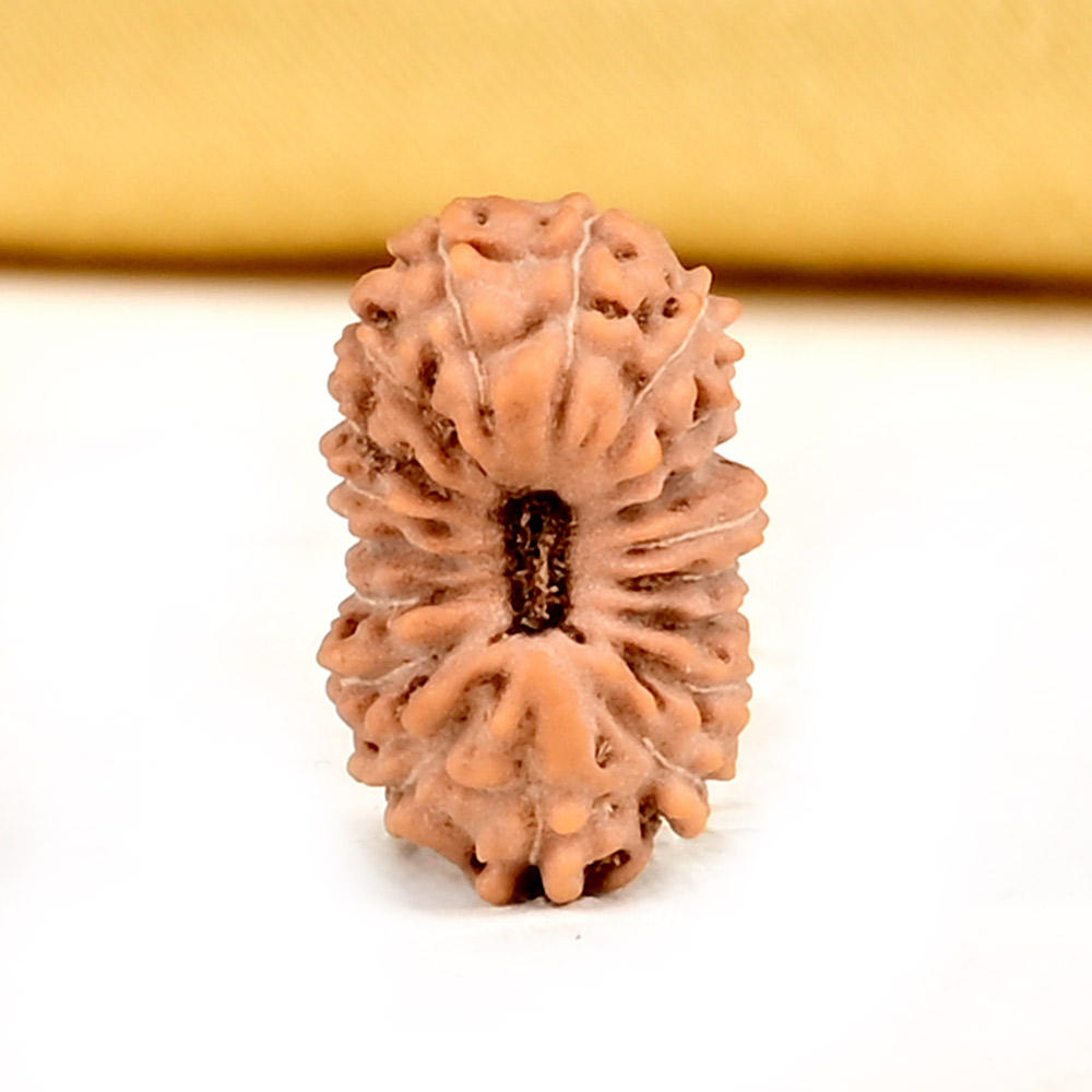 18 Mukhi from Java Indonesia Small - CCXXII