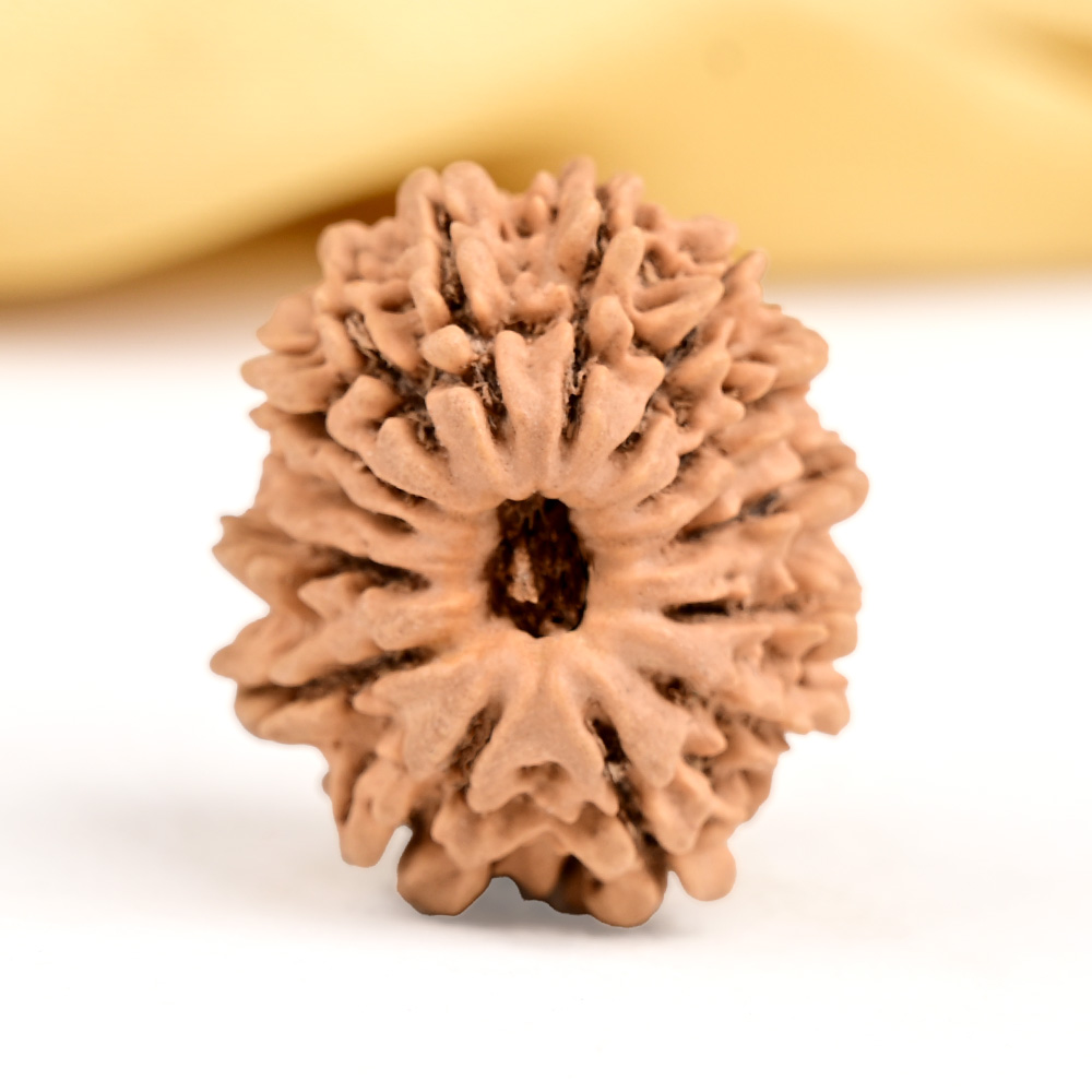 14 Mukhi from Nepal Tiny - IX